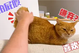 摸猫咪屁股它就会把屁股翘起来，它的表情是喜欢还是嫌弃呢？视频封面