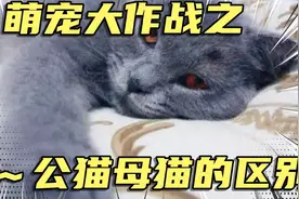 公猫跟母猫有什么区别？这6个方面，原来差别这么大视频封面