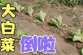 大白菜都倒了，为什么？看看视频里边说的非常清楚视频封面