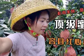 试问蜜柚哪家好？容县蜜柚独一绝，这味道一吃就忘不了视频封面