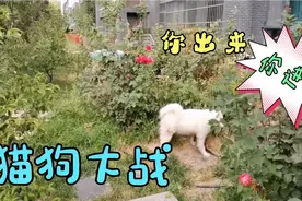 猫狗大战，一触即发。视频封面