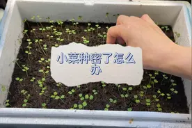 小菜种密了怎么办，新手种菜！视频封面