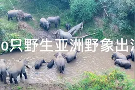非常难得一见的野生亚洲象视频封面