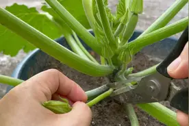 西葫芦结果期要及时整枝打杈，这样结出的西葫芦果形匀称品质好视频封面