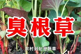 臭根草，又名鱼腥草，狗心草，折耳根，用处多价值高遇见请珍惜视频封面