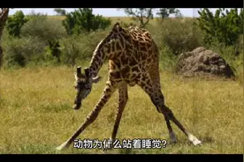 动物为什么要站着睡觉视频封面