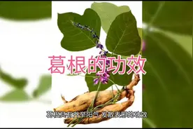 葛根的功效与作用，升举阳气，滋补需要考虑，不要太过了。视频封面