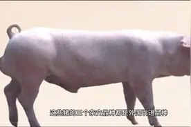 外三元和内三元，土杂猪的区别！视频封面