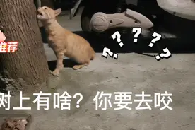 今天准备了鸡肝去喂流浪猫咪，它竟然不吃？！它这是想干嘛呢？视频封面