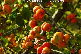 晋西北的忻州河曲特产，海棠果，冷冻以后更好吃，清凉爽口！视频封面