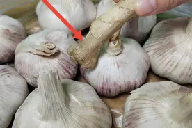 楼房保存大蒜，只需一块生姜，放一年不发芽不干瘪，看完长见识视频封面