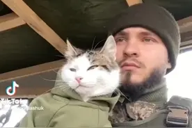 士兵带猫上战场，你觉得能打赢仗吗？😅😅😅视频封面
