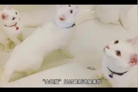 金银猫视频封面
