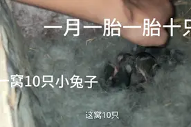 兔子繁殖太快，三只母兔一胎生26只小兔子，明年最少有几百只兔子视频封面