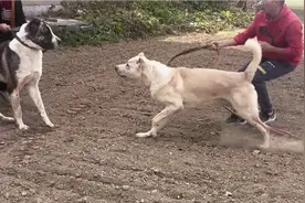 犬中战神中亚猎狼犬！两只小青年狗生第一次打架，疯狂甩头太猛了视频封面