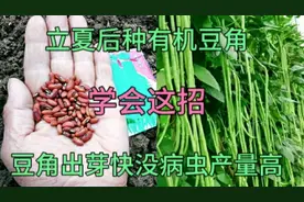 立夏后种豆角，学会这招，豆角三天出芽，后期豆角没病虫产量高视频封面