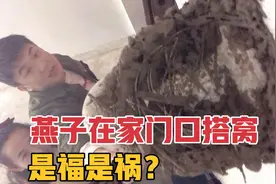难得一见！燕子看风水的能力有多厉害，一般人家它不去，有讲究视频封面