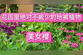 花园里必不可少的地被植物美女樱视频封面