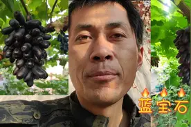 蓝宝石葡萄怎么辩真假？记住1个独有特性，再也不怕买到假苗了！视频封面
