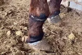 驴腋下长了囊肿状的大肉球，扯得两腿病变走路瘸，师傅救治太神了视频封面