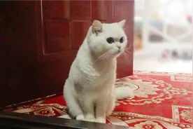 猫咪睡前仪式感满满，喵：你快来陪我一起睡视频封面