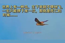 世界上有一种鸟生下来就不停地飞……视频封面
