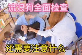 拉萨捡到流浪狗怎么办，我们收养需要注意什么，我们做了全面检查视频封面
