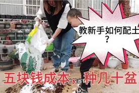 养肉新手如何配营养土，看秀秀五块钱成本，配这么大堆土怎么样？视频封面