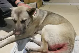 狗狗急性出血性肠炎治疗，喜欢的点赞关注我，谢谢！视频封面