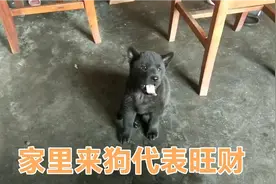 广东农村:家里面来了只小狗。老一辈说来狗是好事，叫不要赶走！视频封面