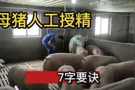母猪配种后要拍一下屁股吗？速学人工授精“7个字”要诀视频封面