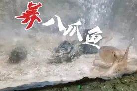 如何养好八爪鱼野生章鱼？视频封面