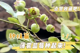 种植薄雾蓝莓啦，刚收到的蓝莓苗还有小果子，分享一下种植过程！视频封面