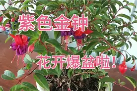 倒挂金钟花开爆盆的“三个”秘诀视频封面
