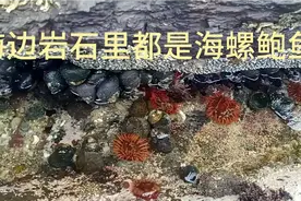 在南非，海边的岩石里到处都是海螺和鲍鱼，南非人不吃这些东西视频封面