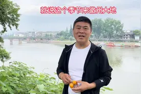 徽州古城出发探访歙县三潭枇杷产区视频封面