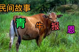 民间故事：忠厚善良的小伙，放牛归山，青牛修成正果报恩视频封面