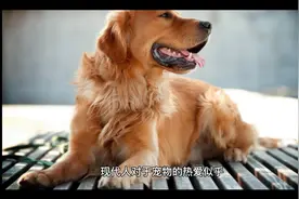 城市里应该禁止养狗吗？在不同的国家被禁止的8种狗视频封面
