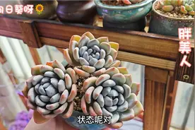 分享几款美人系列的多肉：鸡蛋美人、桃美人、胖美人、冬美人等！视频封面