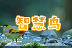 孩子最爱听的益智故事：智慧鸟视频封面