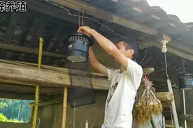 灭蚊灯效果怎么样？实测3个晚上灭掉几千只蚊子，比蚊子药强10倍