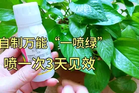 生根叶面肥不用买，在家两样“东西”混一混，用后3天见效，厉害视频封面