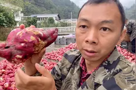 这种红薯长相很丑，但淀粉含量相当高，今年创收2000斤应该有希望视频封面
