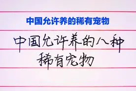 中国允许养的8种稀有宠物，你喜欢哪种？视频封面