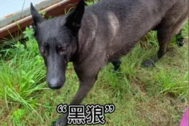 狗狗与大叔相依为命，曾有人岀一万大叔也不卖，好聪明的狗狗视频封面