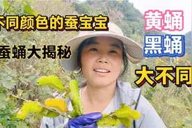 东北农村养蚕，仨人满山抓蚕宝宝，黑蛹黄蛹有不同，小霞来告诉你视频封面