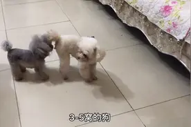 灰泰迪种公“上门借配”，一见面就热火朝天，没想到相亲那么成功视频封面
