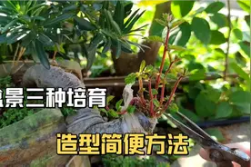 盆景三种培育造型简便方法看一遍你也会动手视频封面