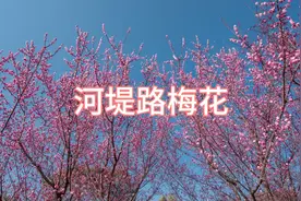 西安北郊河堤路免费梅花一周后将全部开放，位置，厕所，停车攻略