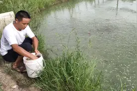 湖南大叔养殖的台湾泥鳅不怕人，看他怎么喂食的，分享养殖经验视频封面